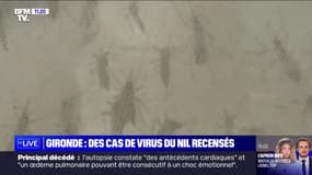 Des cas de virus du Nil recensés en Gironde