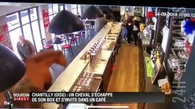 Quand une cheval déboule dans un café-PMU de Chantilly