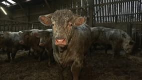 Les animaux d'Olivier Merlot, éleveur de vaches bovines, basé à Frencq (Pas-de-Calais) se sont retrouvées plusieurs heures dans l'eau.