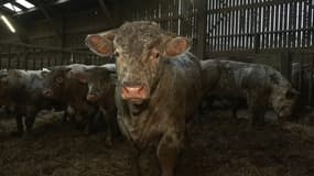 Olivier Merlot, éleveur de vaches bovines, basé à Frencq (Pas-de-Calais) a subit les inondations de novembre 2023.