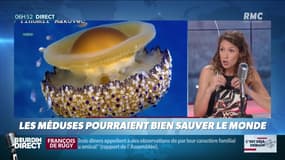 La chronique de Nina Godart : Les méduses pourraient bien sauver le monde - 24/07