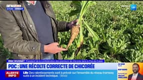 Pas-de-Calais: une récolte correcte de chicorée