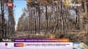 Incendies en Gironde: quel impact sur l'industrie du bois