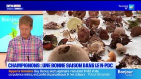 BFM Nord et vous: un bon début de saison pour les champignons dans le Nord-Pas-de-Calais