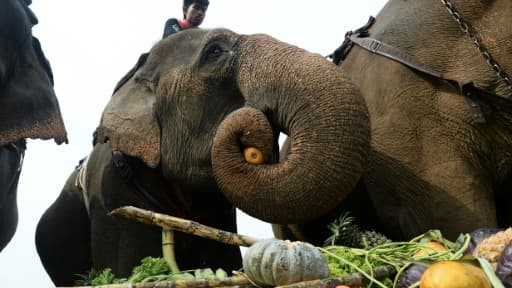 Des éléphants profitent du buffet de fruits et légumes lors du tournoi de polo à dos d'éléphants à Bangkok, le 10 mars 2016 Des éléphants profitent du buffet de fruits et légumes lors du tournoi de polo à dos d'éléphants à Bangkok, le 10 mars 2016