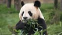 Pour le parc zoologique de Beauval, permettre la naissance prochaine d'un panda est un enjeu majeur.