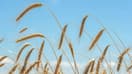 Un champ de blé biologique, à Blesle (Haute-Loire), le 29 juin 2022