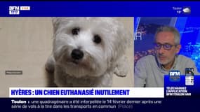 Hyères: un chien euthanasié à tort poru suspicion de rage, son propriétaire dénonce l'absence d'examen
