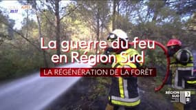 La guerre du feu en Région Sud : La régénération de la forêt