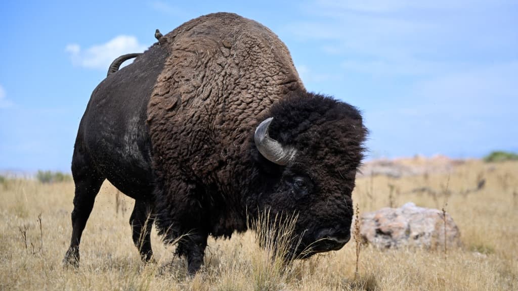 TRUMP VEUT-IL NOUS FAIRE MANGER DU BISON? L'ACCORD COMMERCIAL PRÉVOIT D'EXEMPTER DE DROITS DE DOUANE 3.000 TONNES DE VIANDE DE CE BOVIDÉ