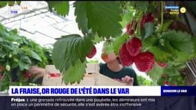 Var: des agriculteurs se lancent dans la production de fraises 