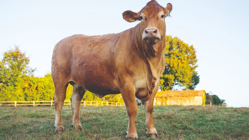 Oupette, une vache de race Limousine, est l'égérie du Salon de l'agriculture