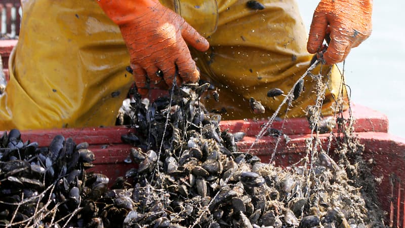 Les moules n'étaient pas destinées à la consommation. (Photo d'illustration)