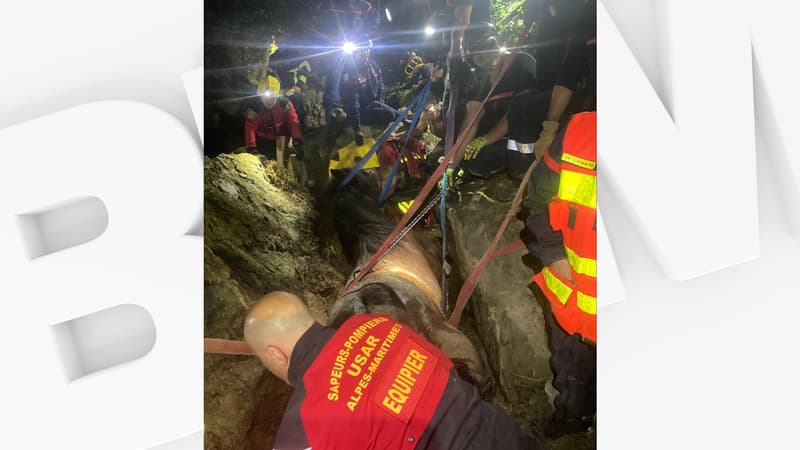 Malgré d'importants moyens déployés, un cheval meurt après s'être coincé dans un vallon des Alpes-Maritimes