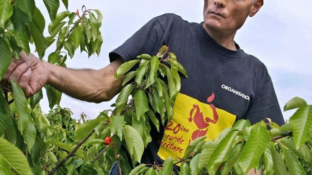 Les autorités ont mis la pression pour faire dépister les saisonniers après la découverte de deux "clusters" dans les bourgades de Maillane et Noves, à quelques kilomètres de là.
