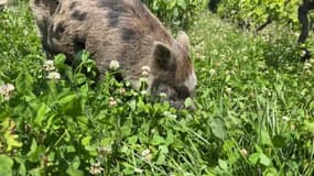 Un cochon nain désherbe un terrain viticole à Lantignié (Rhône)

