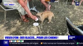 Vieux-Lyon : des glaces... pour les chiens !