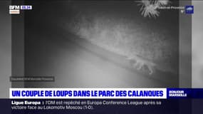 Bouches-du-Rhône: un couple de loups découvert dans le parc des Calanques