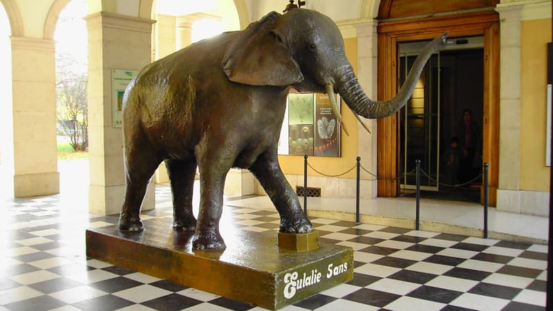 Eulalie, jeune éléphante empaillée dans l'entrée du Muséum d'histoire naturelle de Grenoble.