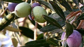 La bactérie xylella fastidiosa ravage les oliviers des Pouilles en Italie.