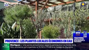 Sécheresse: les plantes locales économes en eau