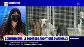 Adoptions d'animaux: les achats "coups de cœur" dérangent la présidente de la SPA des Alpes du Sud