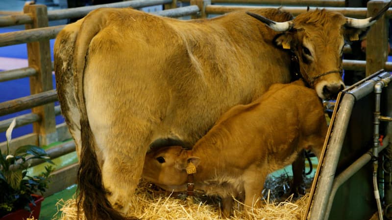 Le veau n'a pas été blessé, et il a été ramené à sa mère
