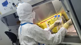 Un technicien travaille sur des cellules infectées par le virus du Sars-Cov-2 au laboratoire de la société de biotechnologie Valneva, le 30 juillet 2020 à Saint-Herblain, près de Nantes