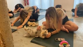Une séance de puppy yoga à Marseille