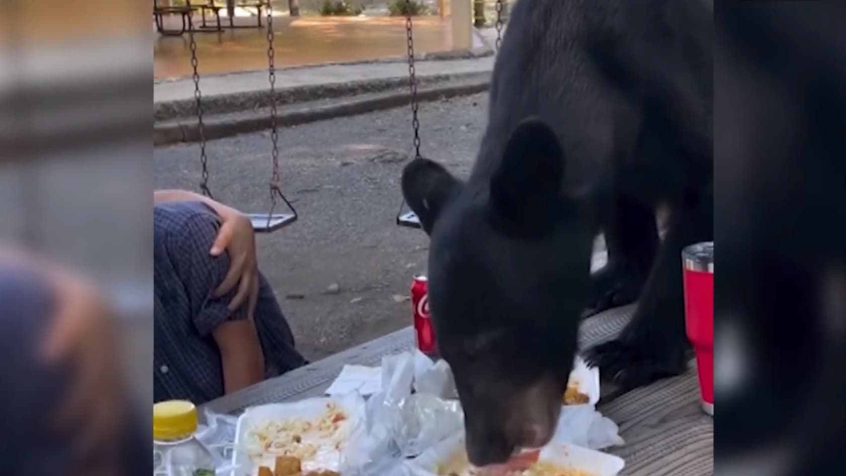 Un oso causa pánico durante un picnic en un parque
