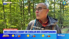 BFM Alsace et vous: quelques conseils avant d'aller cueillir des champignons