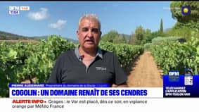 Var: un an après l'incendie de Gonfaron, un domaine viticole de Cogolin se reconstruit