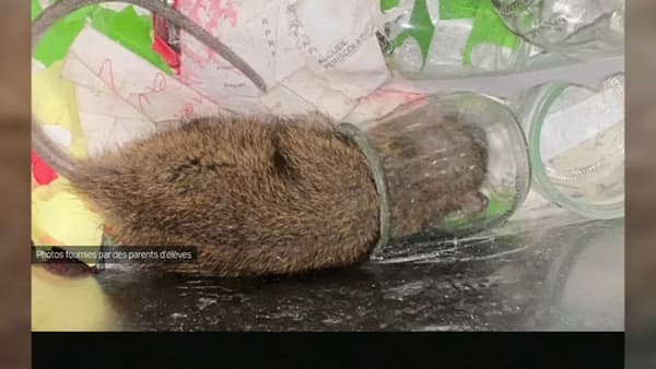 Un rat dans l'école Lorca à Vaulx-en-Velin. Un rat dans l'école Lorca à Vaulx-en-Velin.