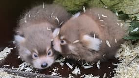 Les deux pandas roux sont nés le 22 juin dernier.