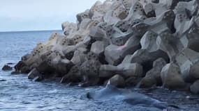 Un baleineau s'est échoué à la Réunion - Témoins BFMTV