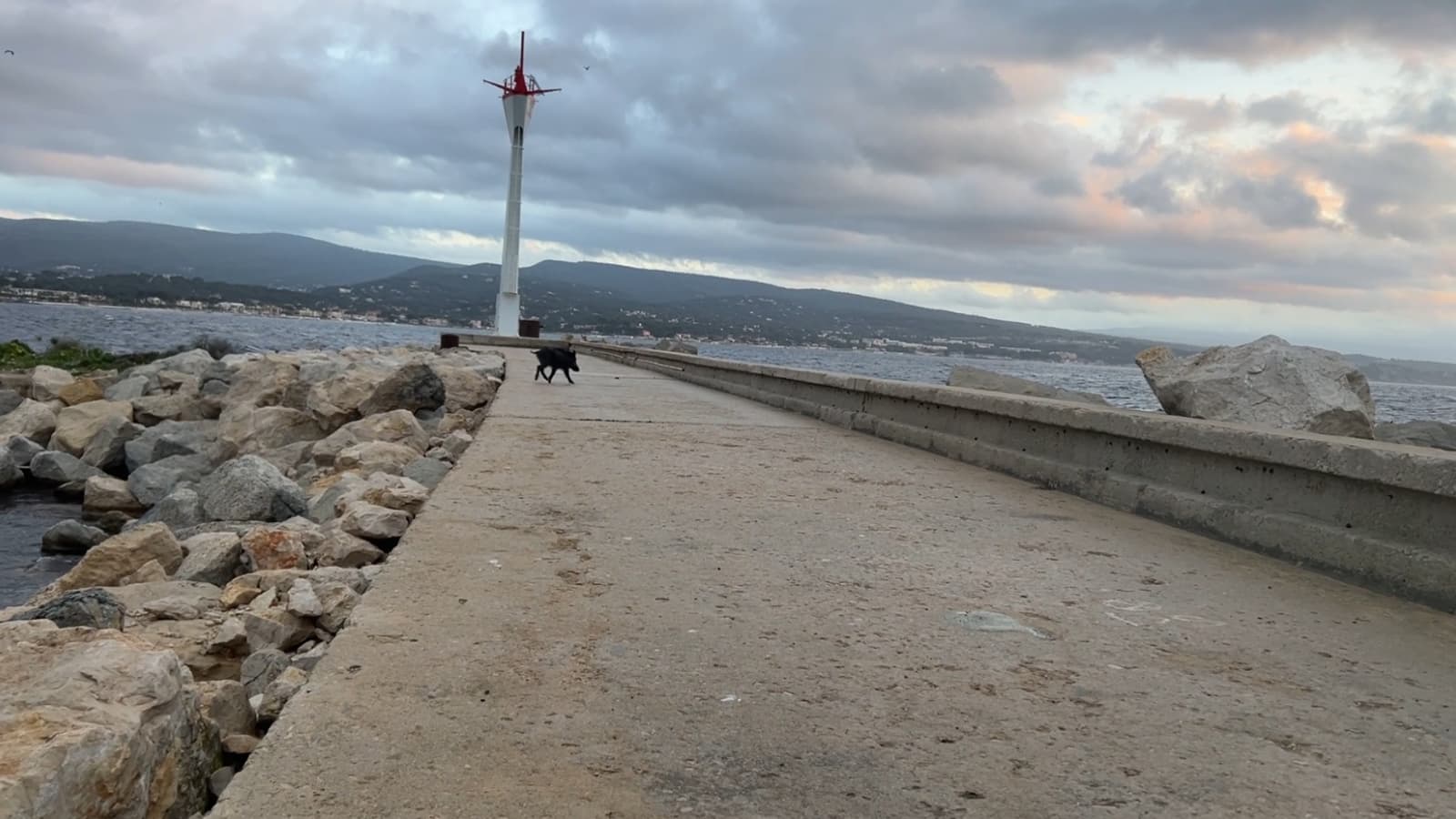 Ce sanglier s'était extirpé une première fois des eaux sur une jetée de La Ciotat le samedi 25 janvier Ce sanglier s'était extirpé une première fois des eaux sur une jetée de La Ciotat le samedi 25 janvier