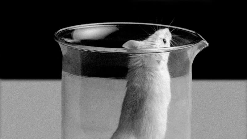 Un risque "d'effondrement mutationnel et d'extinction": des chercheurs prouvent que le clonage des animaux ne peut être reproduit à l'infini