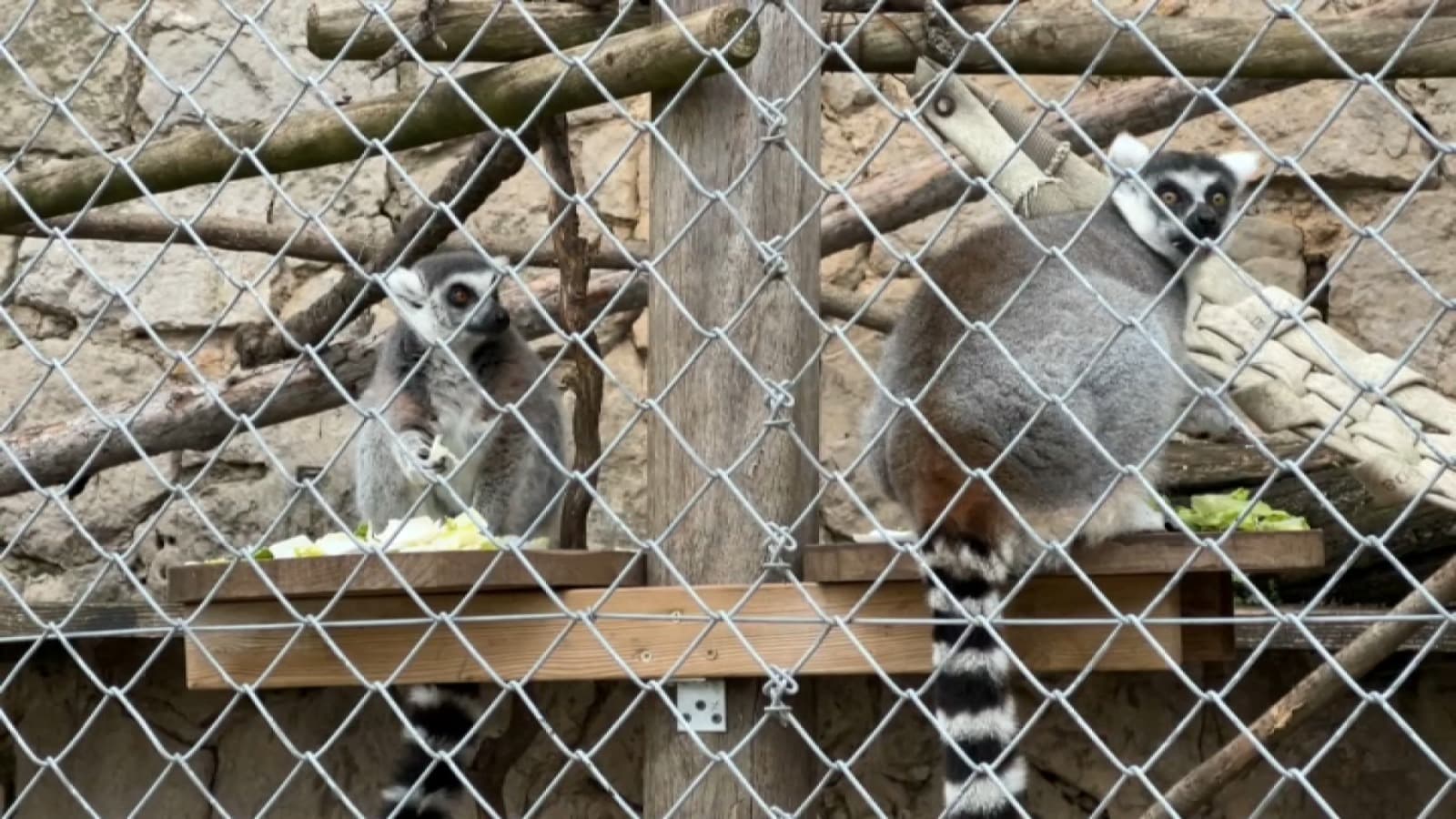 À Toulon, les conditions de détention des animaux du parc du Faron sont dénoncées par une élue d’opposition. À Toulon, les conditions de détention des animaux du parc du Faron sont dénoncées par une élue d’opposition.