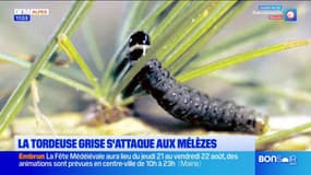 Hautes-Alpes Une chenille s'attaque aux mélèzes