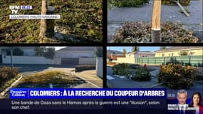 À côté de Toulouse, une commune s'interroge sur des arbres mystérieusement abattus en pleine nuit