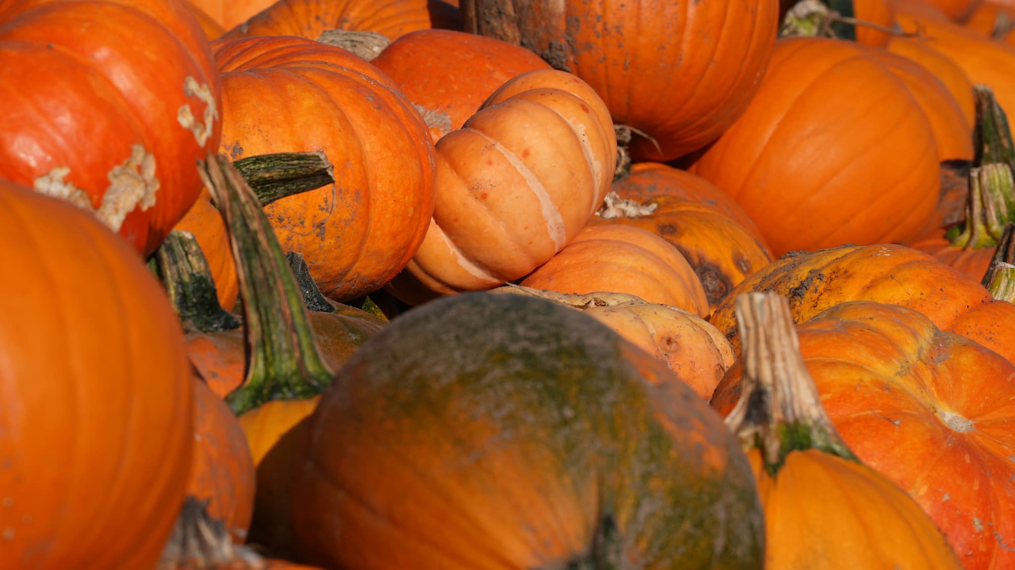 AUBE: LE PARC NIGLOLAND SE TRANSFORME POUR HALLOWEEN AVEC 60 TONNES DE CITROUILLES PRODUITES LOCALEMENT