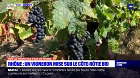 Rhône : un vigneron mise sur le Cöte-Rôtie bio