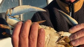 Un pêcheur varois montre un crabe bleu pris dans ses filets
