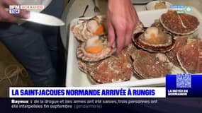 Les coquilles Saint-Jacques pêchées en Normandie sont arrivées au marché de Rungis
