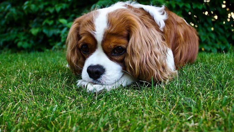 La scène s'est déroulée à la mi-mars, alors que Myrtille, un Cavalier King Charles de trois mois, jouait dans le jardin (Photo d'illustration)