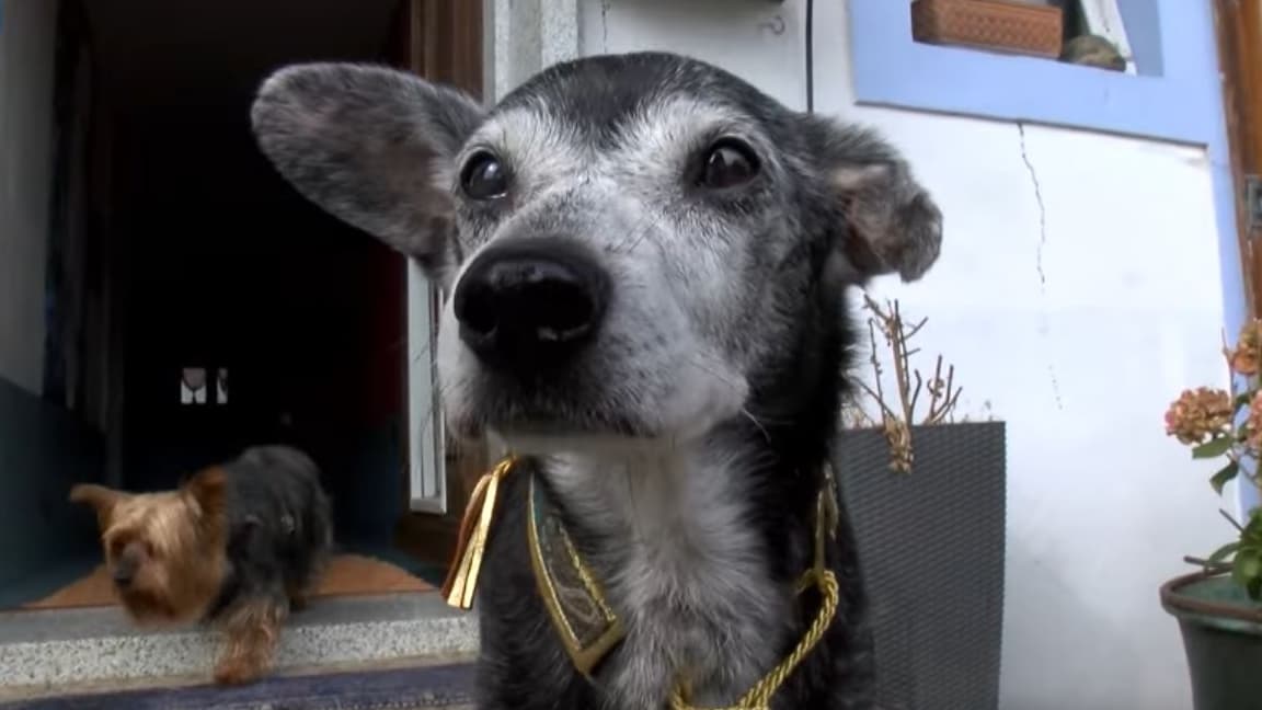 Floppy, le plus vieux chien du monde, est mort à 23 ans