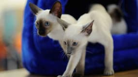 Le Siamois est un chat de race qui peut coûter jusqu'à 1.000 euros. 