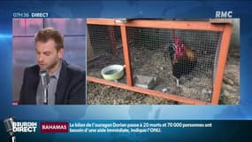 Le procès du coq Maurice a lieu ce jeudi au tribunal correctionnel de Rochefort