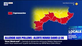 Pollens: le bassin méditerranéen en alerte rouge