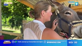 Seine-et-Marne: des ateliers de zoothérapie avec des ânes